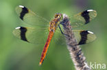 Bandheidelibel (Sympetrum pedemontanum)