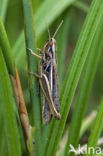 Gele prairiesprinkhaan (Euchorthippus pulvinatus)