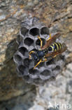 Paper wasp (Polistes dominulus)