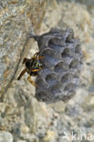 Franse Veldwesp (Polistes dominulus)