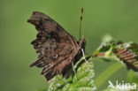 Gehakkelde aurelia (Polygonia c-album)