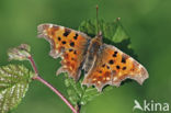 Comma (Polygonia c-album)