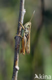 Bow-winged Grasshopper (Chorthippus biguttulus)