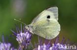 Groot koolwitje (Pieris brassicae)