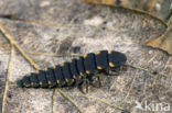 Glow worm (Lampyris noctiluca)