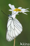 Groot geaderd witje (Aporia crataegi)