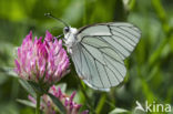 Groot geaderd witje (Aporia crataegi)