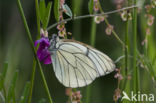 Groot geaderd witje (Aporia crataegi)