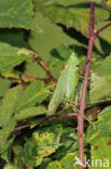 Grote groene sabelsprinkhaan (Tettigonia viridissima)