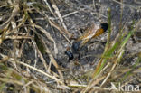 golden digger wasp (Sphex funerarius)