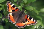 Kleine vos (Aglais urticae)