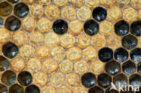 Europese Honingbij (Apis mellifera mellifera)