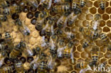 Europese Honingbij (Apis mellifera mellifera)