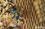 honey bee (Apis mellifera mellifera)