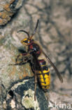 european hornet (Vespa crabro)