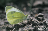 Klein koolwitje (Pieris rapae)