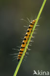 The Cinnabar (Tyria jacobaeae)