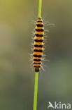 The Cinnabar (Tyria jacobaeae)