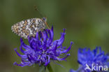 Knapweed Fritillary (Melitaea phoebe)