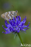 Knapweed Fritillary (Melitaea phoebe)