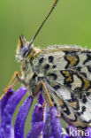 Knapweed Fritillary (Melitaea phoebe)