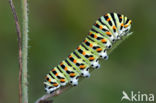 Koninginnepage (Papilio machaon)