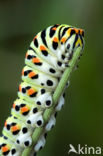 Koninginnepage (Papilio machaon)