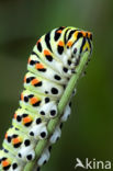 Swallowtail (Papilio machaon)