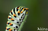 Swallowtail (Papilio machaon)