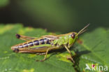 Meadow Grasshopper (Chorthippus parallelus)