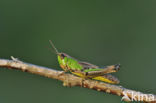 Meadow Grasshopper (Chorthippus parallelus)