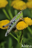 Meadow Grasshopper (Chorthippus parallelus)