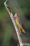 Meadow Grasshopper (Chorthippus parallelus)