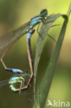 Blue-tailed Damselfly (Ischnura elegans)