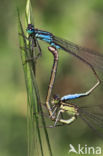 Blue-tailed Damselfly (Ischnura elegans)