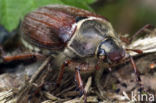 common cockchafer (Melolontha melolontha)