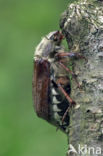 common cockchafer (Melolontha melolontha)