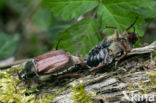 common cockchafer (Melolontha melolontha)