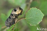 Elephant Hawk-moth (Deilephila elpenor)