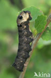 Elephant Hawk-moth (Deilephila elpenor)
