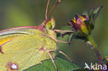 Oranje luzernevlinder (Colias croceus)