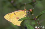 Oranje luzernevlinder (Colias croceus)