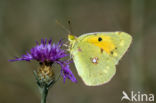 Oranje luzernevlinder (Colias croceus)