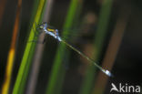 Gewone pantserjuffer (Lestes sponsa)