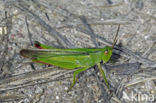 Tricolor Locust (Paracinema tricolor)