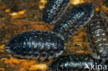 Sowbug (Oniscus asellus)