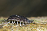 Sowbug (Oniscus asellus)