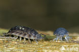 Sowbug (Oniscus asellus)
