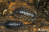 Sowbug (Oniscus asellus)