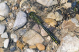 Dragonfly (Gomphus pulchellus)